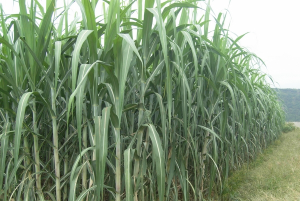 农作物新品种引种示范