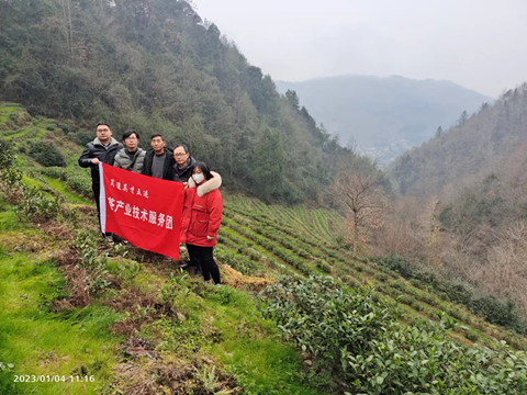 茶叶服务团鼠茅草示范效果照片_副本.jpg
