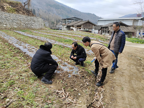 服务团进乡村 为茶农解疑惑