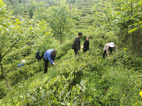 市农科院持续推进“白叶一号”高效栽培技术示范与推广