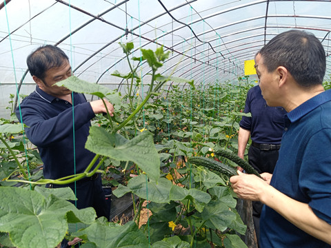 农技专家基地“把脉开方” 为项目顺利实施保驾护航