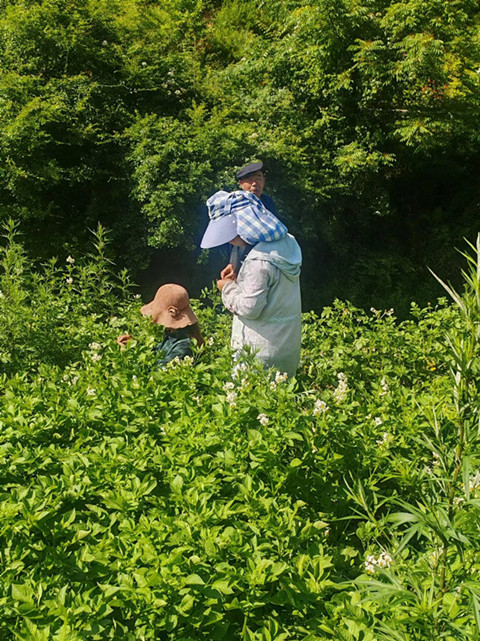 蔬菜所圆满完成马铃薯新品种选育杂交授粉工作