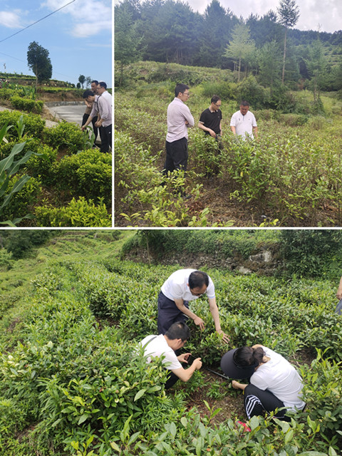 跟踪搞服务 茶园有变样