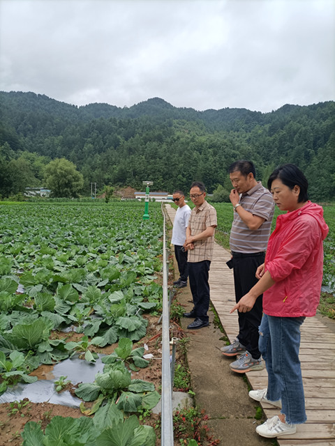 省特色蔬菜创新团队赴朝天区指导甘蓝雨后病虫害防治工作_副本.jpg