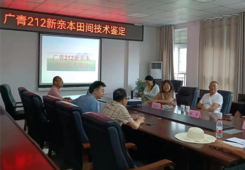 市农科院独家选育的玉米双亲本通过田间技术鉴定