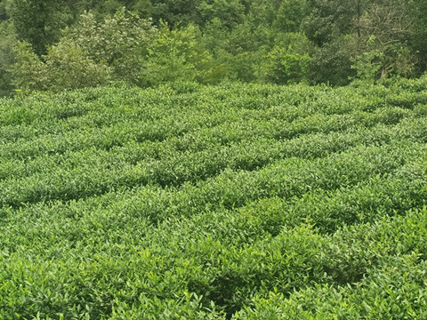 瓦砾村“白叶一号”新样板