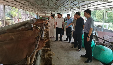 蜀道英才肉牛羊产业服务团赴苍溪开展技术指导