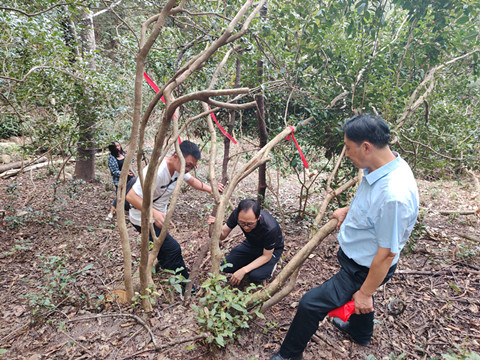 市农科院持续调查挖掘我市古茶树资源