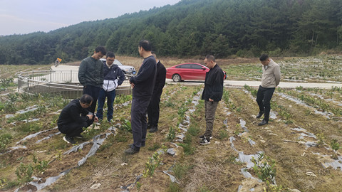 市农科院在临溪乡指导示范“白叶一号” 高效栽培技术