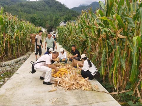 市农科院专家组助力市县农技部门开展玉米测产工作