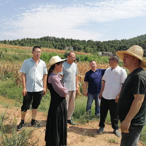 粮油所专家调研指导大豆玉米带状复合种植