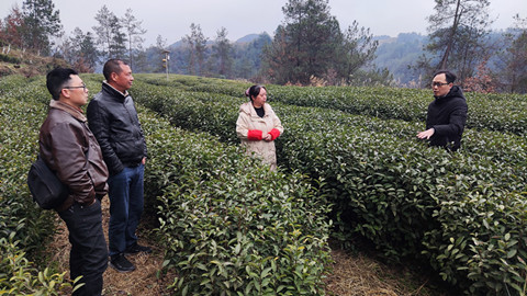 指导旺苍茶园村_副本.jpg