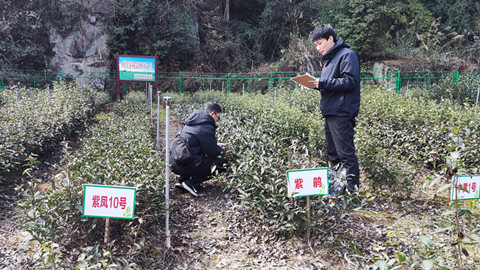 积极推进紫茶产业示范园2_副本.jpg