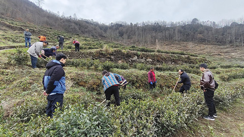 茶产业服务团在青川指导_副本.jpg