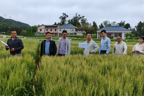 小麦区试考察_副本.jpg