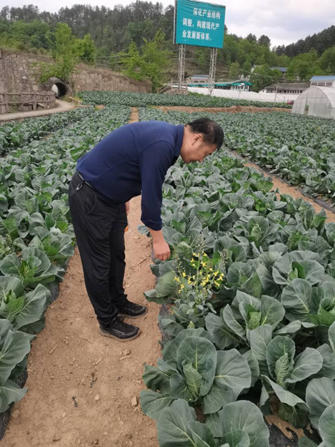 指导高山蔬菜生产1_副本.jpg