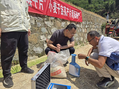 朝天区小麦测产0_副本.jpg
