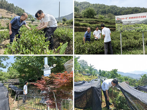 市茶产业服务团指导青川“白叶一号”茶园抗旱  副本.jpg