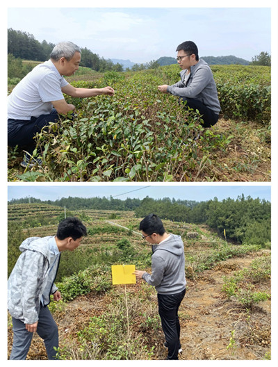 市农科院茶产业服务团指导旺苍茶园夏季管理