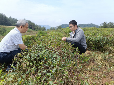 市农科院茶产业服务团指导旺苍茶园夏季管理1_副本.jpg