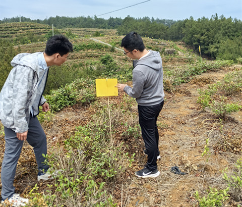 市农科院茶产业服务团指导旺苍茶园夏季管理2副本.jpg