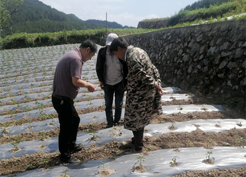 产业服务团队专家田间“把脉问诊”为椒农“排忧解难”_副本.jpg