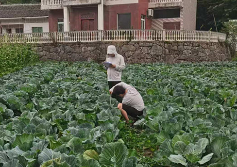开展甘蓝引进试验示范，助力高山蔬菜产业升级_副本.jpg