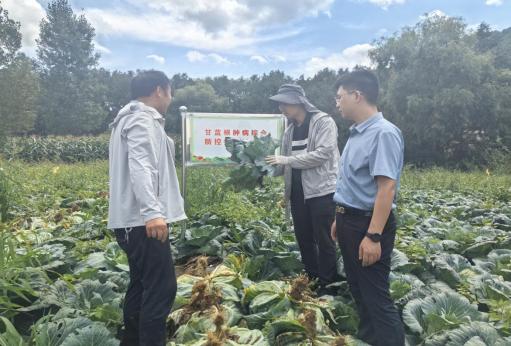 省市专家联动开展高山蔬菜病虫害调查 助力朝天区蔬菜产业提质增效