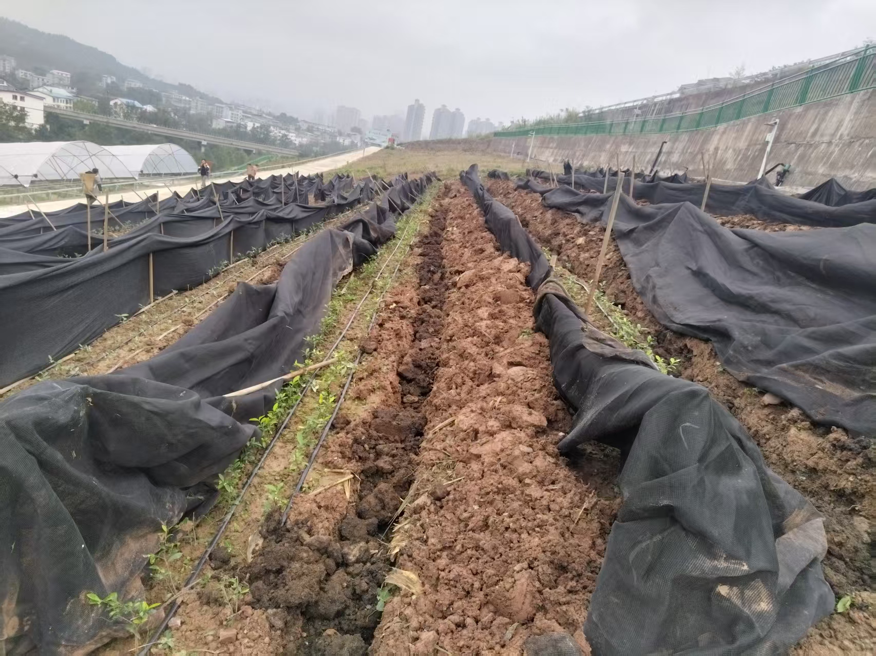 市农科院茶叶所在冬季来临前开展基地管护工作