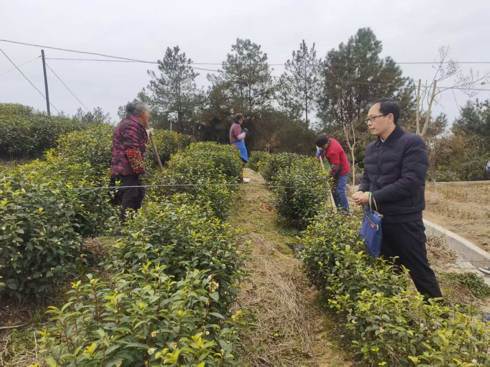 市茶产业服务团赴旺苍指导茶园冬管