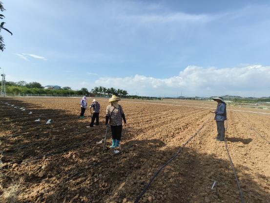 播种希望，育梦田野  市农科院顺利完成玉米南繁播种