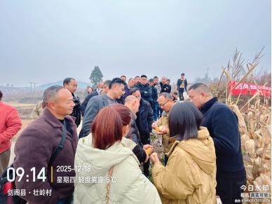 农技服务进田间 种好玉米不用愁