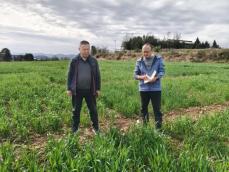 市农科院粮油所赴苍溪试验基地指导小麦田间管理