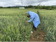 市农科院精备小麦区试迎检1.jpg