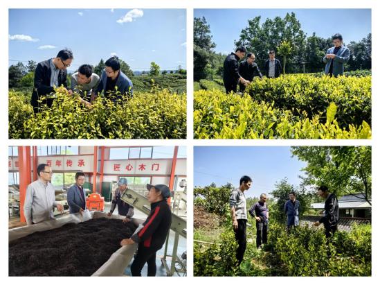 市茶产业服务团开展黄茶产业调查和技术指导