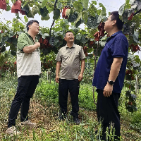 省植保所朱宇航博士来苍开展猕猴桃病害调查及幼果期管护指导