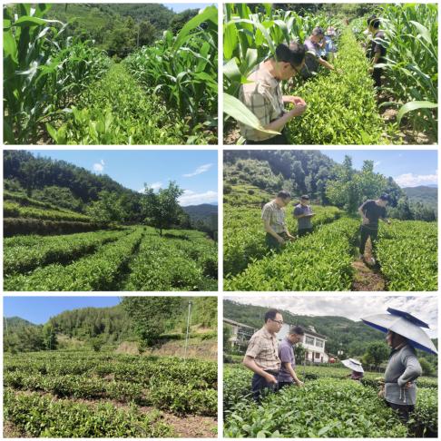 抓好示范强指导，科技支撑护白茶——“白叶一号”.jpg